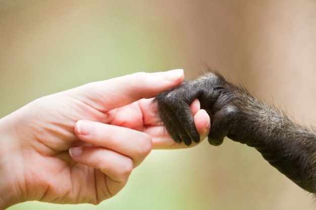 Ilja Iwanow zapładniał nieświadome niczego afrykańskie kobiety nasieniem szympansów /123RF/PICSEL