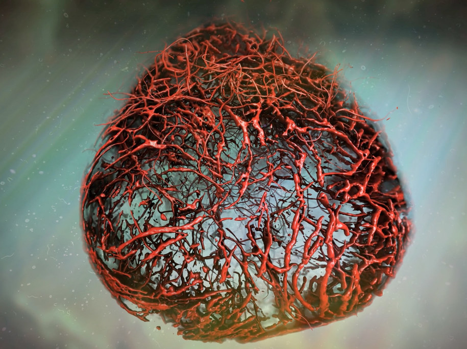 Ilustracja naczyń krwionośnych na szalce Petriego /IMBA /Materiały prasowe