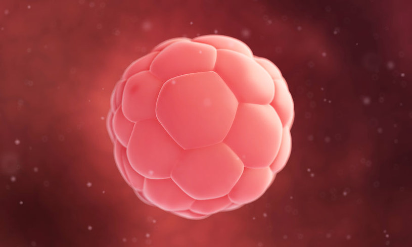 Ilustracja przedstawiająca ludzką blastocystę (jedno ze stadiów rozwoju zarodkowego) /123RF/PICSEL