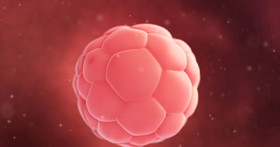 Ilustracja przedstawiająca ludzką blastocystę (jedno ze stadiów rozwoju zarodkowego) /123RF/PICSEL