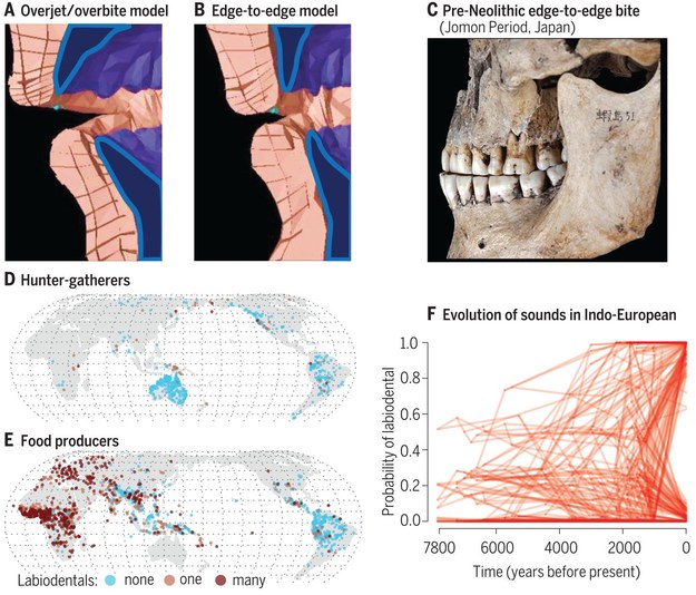 Ilustracje modeli zgryzu i zdjęcie czaszki sprzed rewolucji neolitycznej w Japonii, gdzie widać zęby ustawione naprzeciw siebie. Poniżej częstość użycia głosek wargowo-zębowych w społecznościach łowców i zbieraczy, oraz rolników. /D.E. Blasi et al. /Science /Materiały prasowe