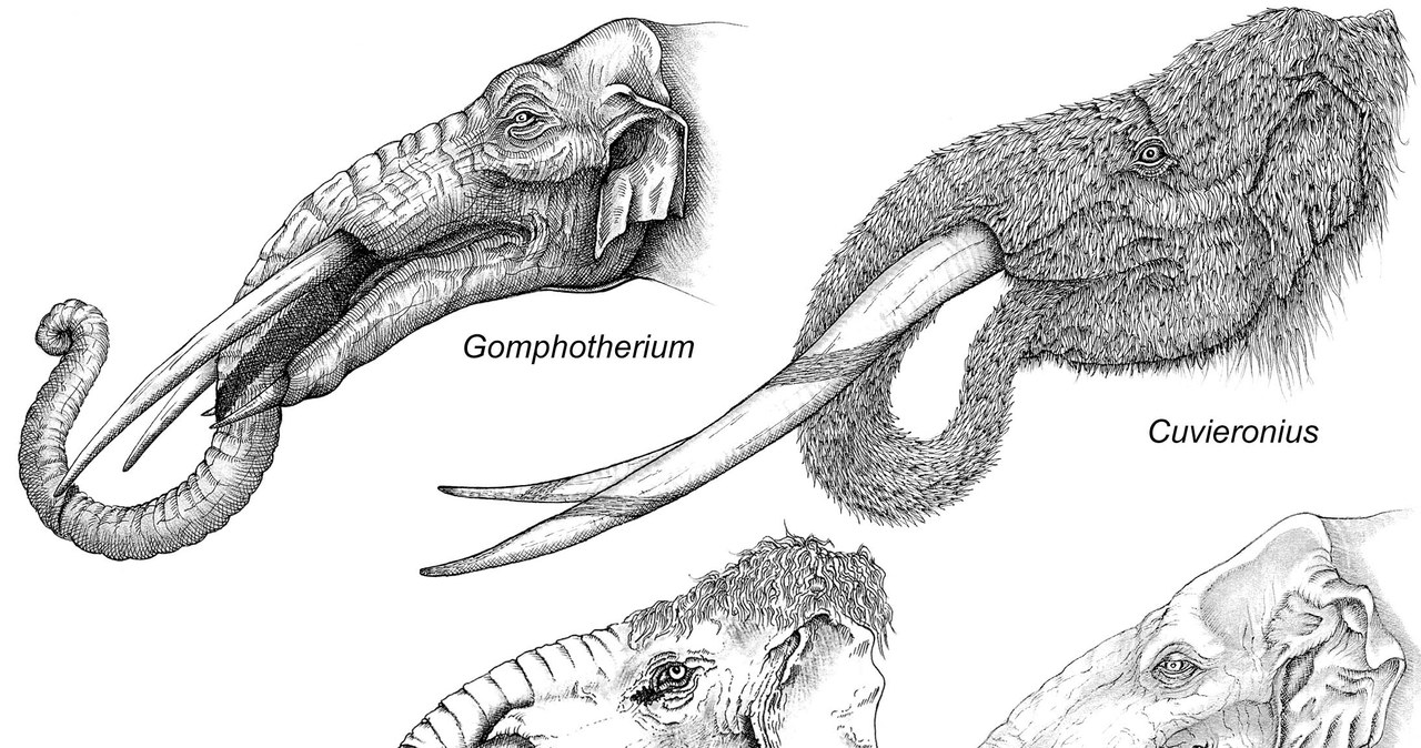 Ilustracje różnych rodzajów gomphothere, w tym Rhynchotherium (na dole po lewej), którego szczątki znaleziono na Florydzie /Pedro Toledo /materiały prasowe