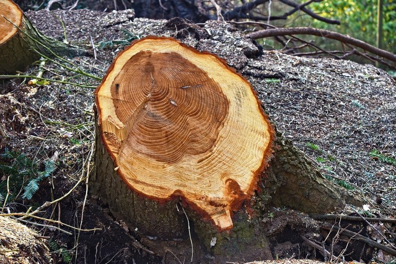 Im grubszy pień drzewa, tym trudniej będzie go usunąć /Pixabay.com