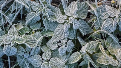 IMGW ostrzega przed przymrozkami. Temperatura może spaść do - 2 st. Celsjusza