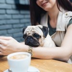 Imię zwierzaka jako hasło. Kto tak robi i co na to cyberprzestępcy?