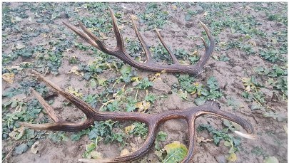 Imponujące poroże jelenia znalazł mieszkaniec gminy Trzebiatów