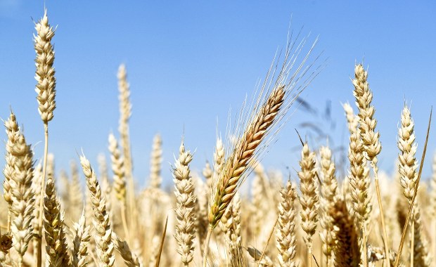 Import żywności z Ukrainy. Na jakie ustępstwa gotowa jest KE?