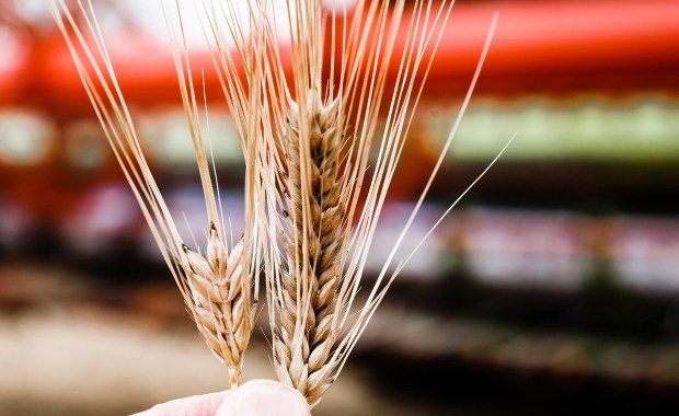 Import żywności z Ukrainy. W niedzielę wznowienie negocjacji z KE