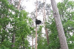 Importowane sokoły trafiły na Warmię