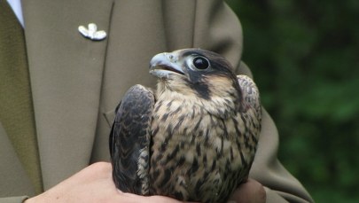 Importowane sokoły trafiły na Warmię