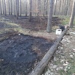 Impreza przy ognisku zakończyła się pożarem lasu