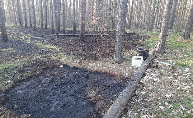 Impreza przy ognisku zakończyła się pożarem lasu