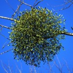 Uniwersytet Warszawski Incydent w stołecznym ogrodzie botanicznym. Zniszczono okazy półpasożyta