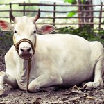Indie. Dzień przytulania krów nie zastąpi walentynek