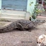 Indie: Krokodyl wybrał się na spacer po wiosce. Mieszkańcy w szoku [WIDEO]