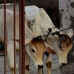 Indie: Polowanie na mięsożerców