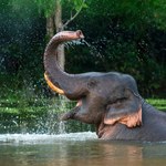 Indie: Słoń-robot zastąpi w świątyni żywe zwierzęta