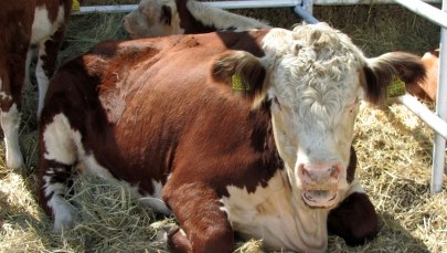 Indie: Tłum zlinczował muzułmanina podejrzanego o przemyt krów