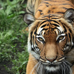 Indie. Tygrys zaatakował roczne dziecko. Matka próbowała ratować syna