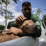 Indonezja. Zatrzymano "dostawę" 220 psów, które miały trafić do rzeźni