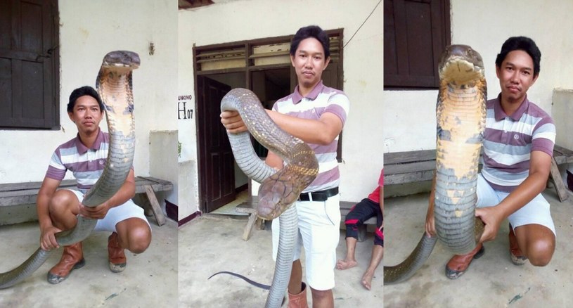 Indonezyjczyk pozuje z wielkich rozmiarów kobrą /East News