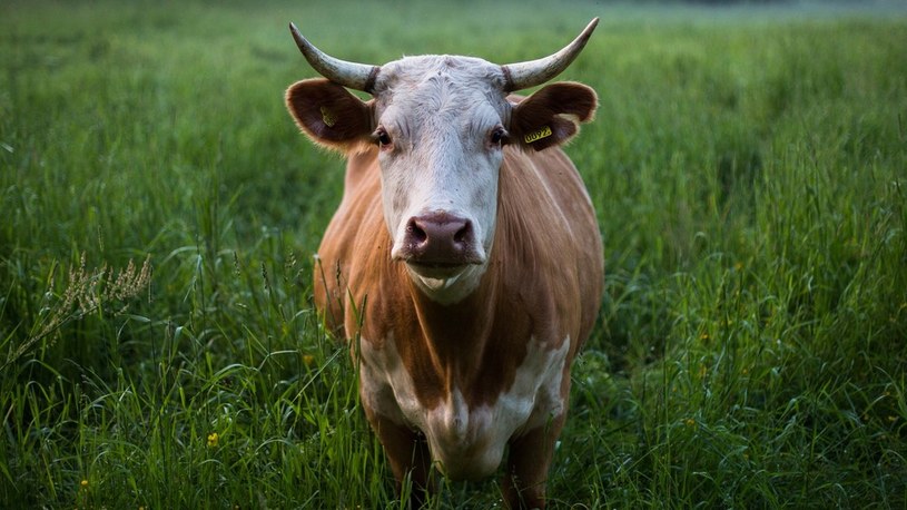 Indyjscy lekarze ostrzegają - krowie łajno to nie lekarstwo na COVID-19 /Geekweek