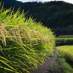 Inflacja i kapryśna pogoda. Światowe uprawy ryżu zniszczone 