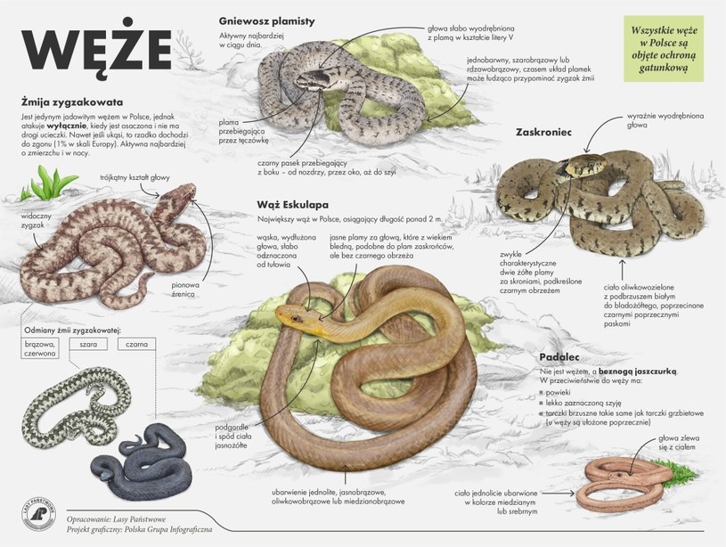 Infografika Lasów Państwowych przedstawiająca wszystkie węże żyjące na terenie Polski. /lasy.gov.pl /materiały prasowe
