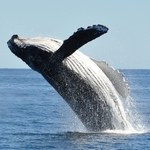 ​Informacje o stresie i rozmnażaniu wielorybów zawarte w ich...odchodach