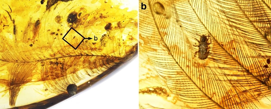 Inkluzje w bursztynie zawierające nimfy wszy uczepione piór dinozaurów z okresu Kredy /  Gao, T., Yin, X., Shih, C. et al. Nat Commun 10, 5424 (2019) /Materiały prasowe