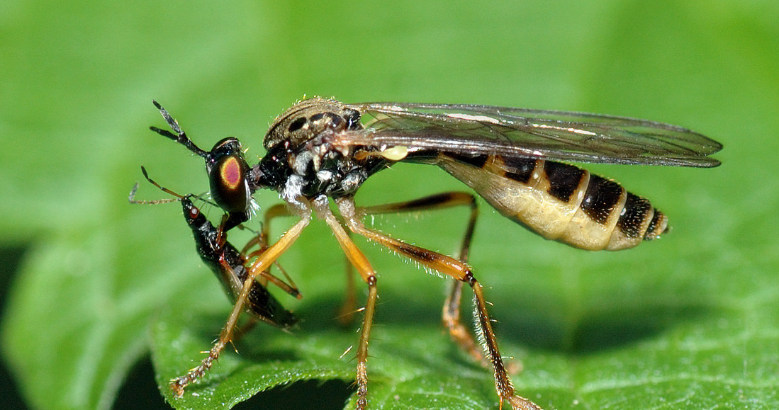 Inna mucha z rodziny Asilidae (gatunek Dioctria linearis) wysysa wnętrzności robaka z gatunku Anthocoris nemorum. Fot. André Karwath /Wikipedia