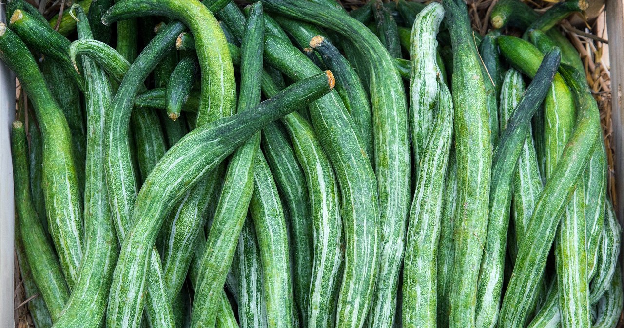 Inność ogórka wężowego sprawia, że mamy ochotę przyjrzeć mu się uważniej /preechasiri /123RF/PICSEL