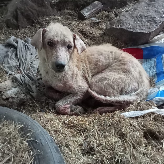 Inspektorzy OTOZ odebrali 16 zaniedbanych psów /OTOZ Animals Olsztyn /