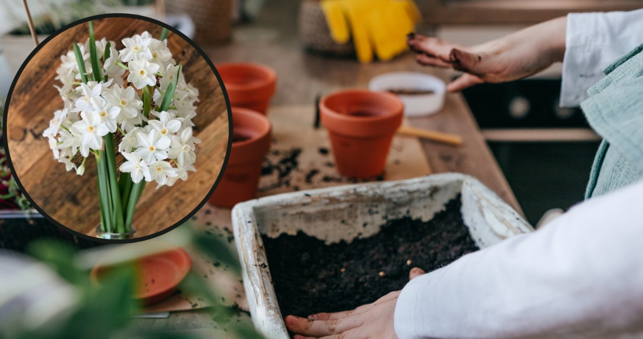 instagram.com/farmsteadflowersok/ Narcyz bożonarodzeniowy to wyjątkowa i piękna roślina /Pixel