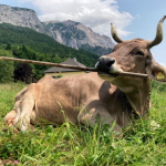 Inteligentna krowa Weronika z Austrii zadziwia naukowców