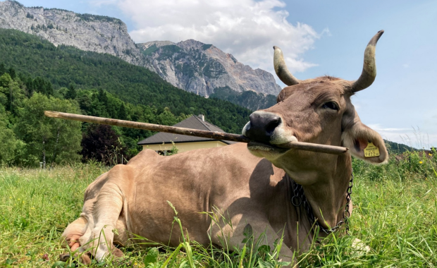 Inteligentna krowa Weronika z Austrii zadziwia naukowców
