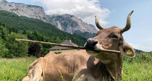 Inteligentna krowa Weronika z Austrii zadziwia naukowców