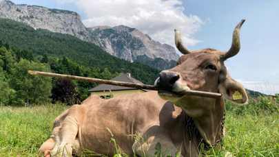 Inteligentna krowa Weronika z Austrii zadziwia naukowców