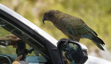 Inteligentne papugi rozrabiają. Uparcie niszczą samochody turystów