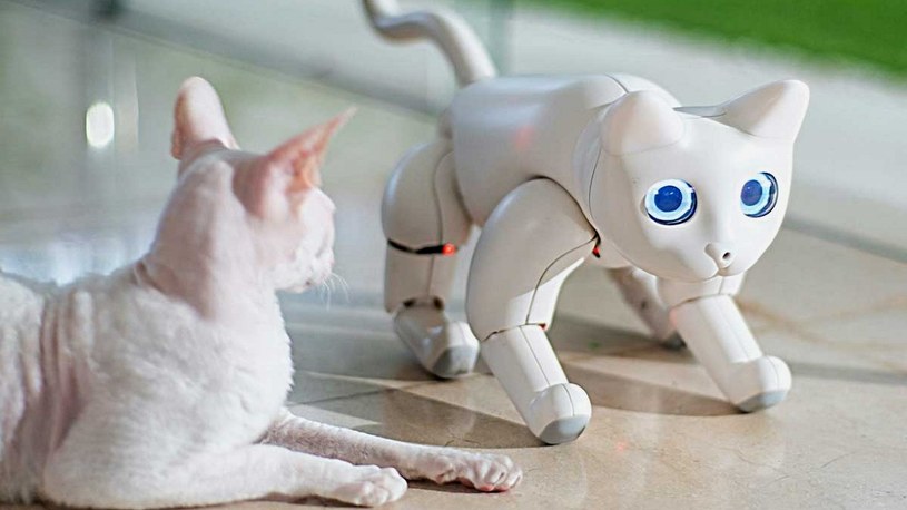 Inteligentny robotyczny pies już jest, więc teraz nadszedł czas na... kota /Geekweek