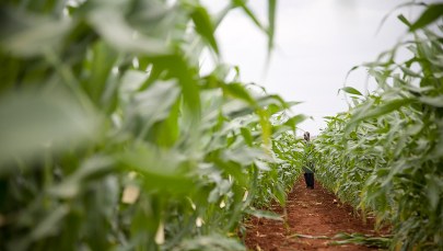 Intensywna uprawa ziemi ogranicza ocieplenie klimatu