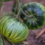 Intensywnie zielona skóra i pasy jak u zebry. Ten pomidor to król soków i koncentratów