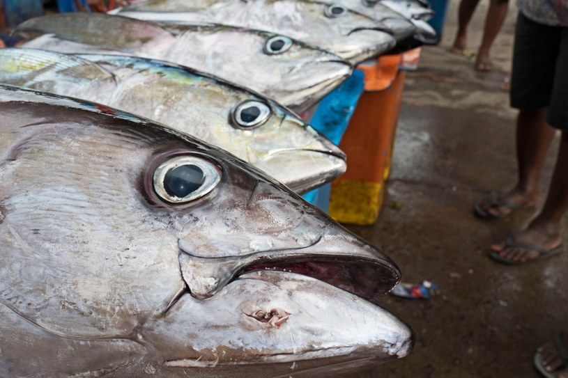 Intensywny połów tuńczyka spowodował znaczy spadek jego populacji /Education Images /Getty Images