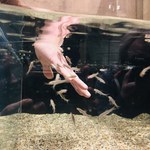 Interaktywna podłoga i rybki peelingujące dłonie