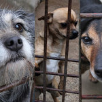 INTERIA.PL organizuje zbiórkę dla bezdomnych zwierząt!