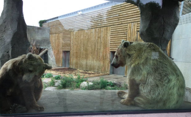 Internauci stanęli w obronie "niedźwiadka" ze sławnego filmu 