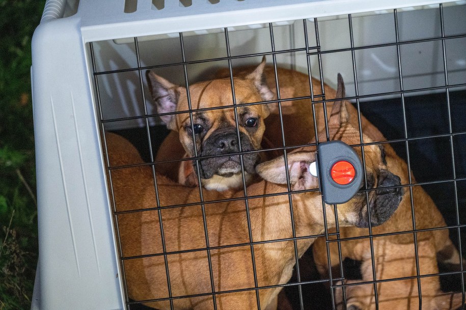 Interwencja Straży Miejskiej i Łódzkiego Towarzystwa Opieki nad Zwierzętami w jednym z mieszkań w Łodzi /	Grzegorz Michałowski   /PAP