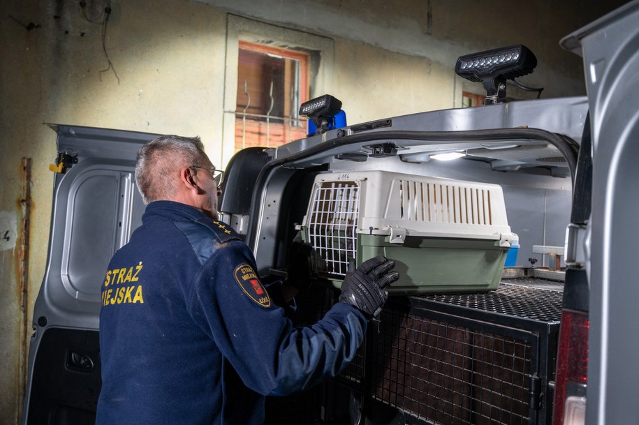 Interwencja Straży Miejskiej i Łódzkiego Towarzystwa Opieki nad Zwierzętami w jednym z mieszkań w Łodzi /	Grzegorz Michałowski   /PAP