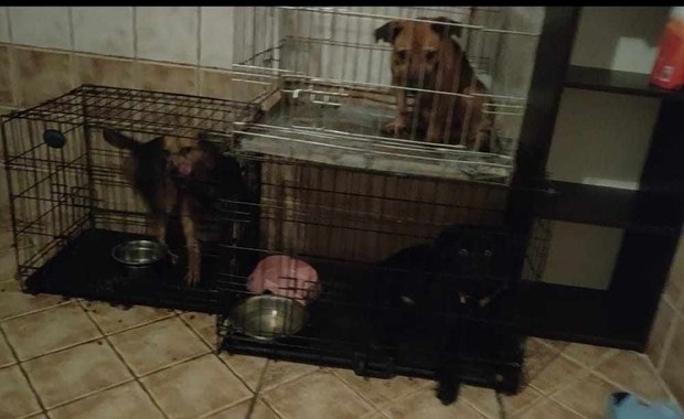 Interwencja w Garczynie. Psy trzymane w skandalicznych warunkach