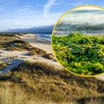 Inwazja alg wakame w Portugalii. Plaże w niebezpieczeństwie?
